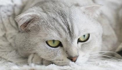 米兰体育的热血之旅：点亮运动生活的品牌力